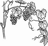 Grapes Drawing Sketch Fruit Grape Outline Vine Clip Line Drawings Advertisement Sketched Vines Vector sketch template