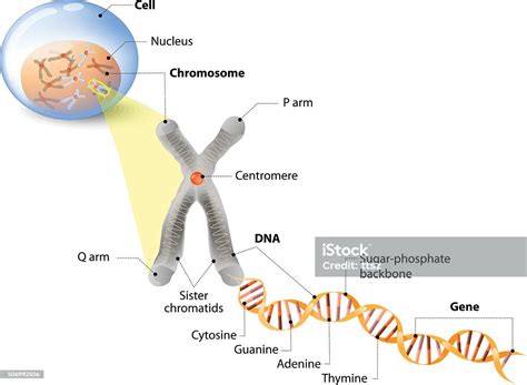 Ilustración De Célula Cromosoma Adn Y Los Genes Y Más Vectores Libres