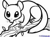 Sugar Glider Coloring Possum Nocturnal Draw Animals Opossum Drawing Pages Print Clipart Dragoart Color Step Colouring Animal Printable Drawings Professional sketch template