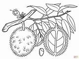 Durian Coloring Pages Tree Seed Lemon Drawing Mango Cross Sketch Branch Section Fruit Cranberry Seeds Almond Trees Fruits Printable Getcolorings sketch template