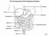 Digestive System Digestivo Colorear Anatomie Humano Verdauungssystem Biologie Supercoloring Ausmalbild sketch template