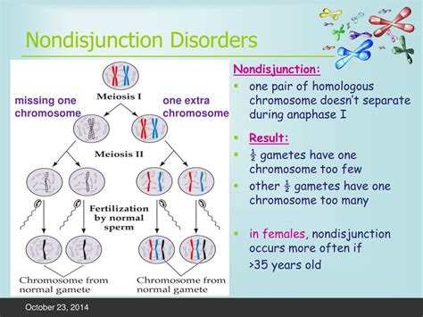Ppt Sex Determination And Nondisjunction Disorders