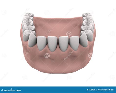 teeth  gums royalty  stock photo image