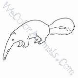 Anteater Coloring Pages Click sketch template