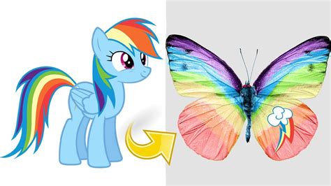 mlp rainbow dash  butterfly   pony youtube