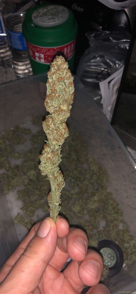 strain gallery spliffs strawberry spliff seeds pic