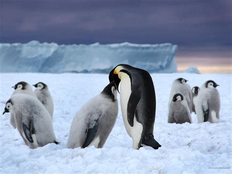 fotos pinguine tiere
