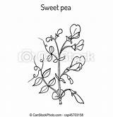 Lathyrus Odoratus Pea Botanical Drawn sketch template