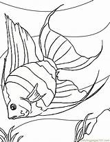 Coloring Angel Fish Library Clipart Angelfish Fishes Ink Animals Printable Pages sketch template