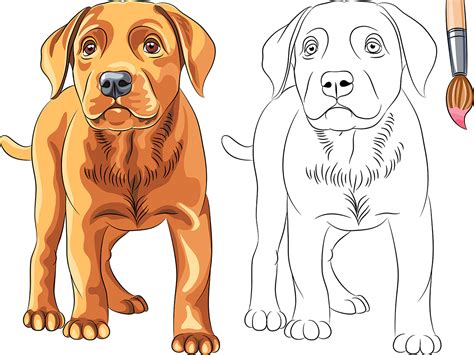 Dibujos De Perros Para Colorear Todo Razas De Perros