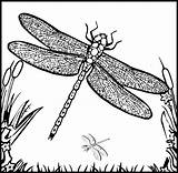 Dragonfly Dragonflies Coloringme sketch template
