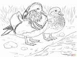Coloring Mandarin Duck Pages Male Female Canard Wood Drawing Duckling Et Printable Color Coloriage Adult Print Femelle Sheet Imprimer Super sketch template