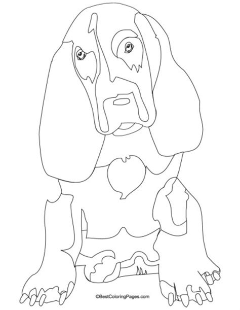 basset hound coloring page   basset hound coloring page