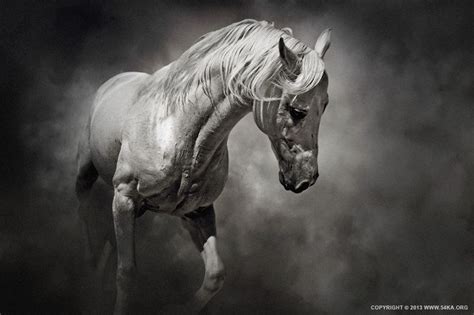 black  white horse ka horses pinterest white horses horse  horse photography