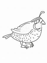 Quail Coloring Pages Printable sketch template