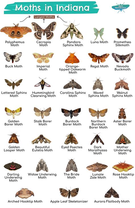 types of moths in indiana