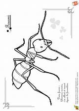 Fourmi Fourmis Betes Insecte Maternelle Insectes Reine Hugolescargot Choisir Tableau sketch template