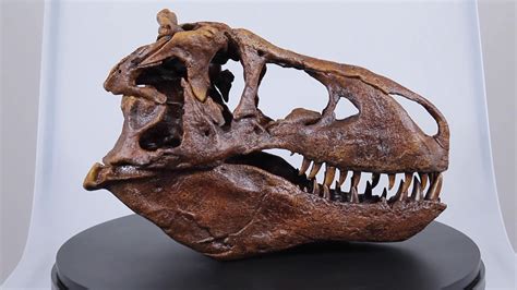 Smithsonian T Rex Skull Youtube