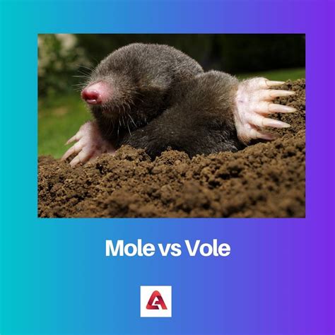 mole  vole difference  comparison