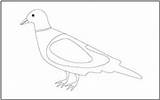 Tracing Coloring Birds Pigeon Pages Mathworksheets4kids sketch template