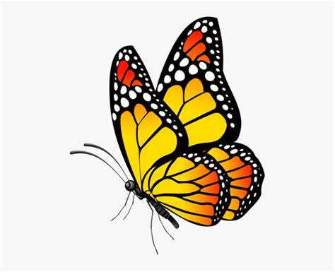 butterfly clip art butterfly drawing butterfly painting yellow