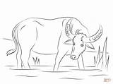Coloring Water Buffalo Carabao Pages Clipart Printable Drawing Drawings Buffaloes Crafts Categories sketch template