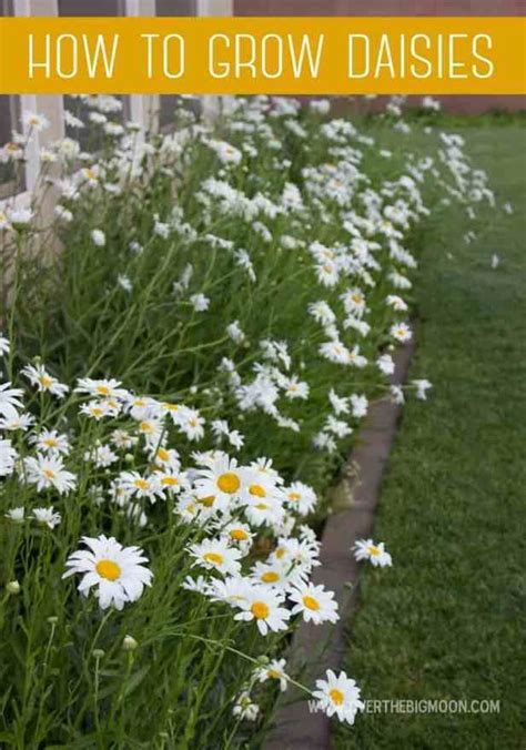 tips  growing  daisy garden   flower garden plants