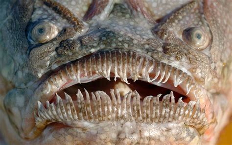 crazy creature   week northern stargazer fish  inertia