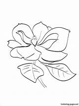 Coloring Magnolia Flower Getcolorings sketch template