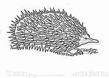 Echidna Coloring Grass Pages Printable Supercoloring Clipart Drawing Categories sketch template