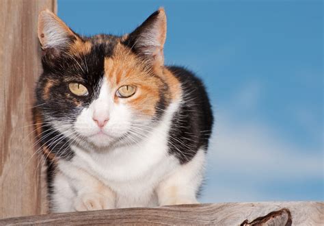 calico cats  female kids discover