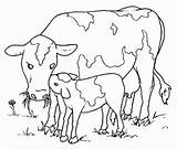 Vacas Toros Vaca Bueyes Vaci Dibujar Cuccioli Colorat Animali Imprimir Toro Colorir Vaquinhas Cows Desene Vitel Calf Planse Riscos Stampare sketch template