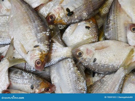 fish pile stock image image  fish shishamo anchovy