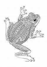 Coloring Pages Colouring Frog Printable Frogs Adult Animal Zentangle Books Sheets Animals Adults Drawing Doodle Kids Mandala Patterns Amazing Fosterginger sketch template