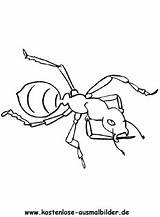 Ameise Ausmalbild Insekten Ausmalen Klicke Dein Auszudrucken sketch template