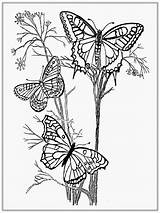 Adult Coloring Butterfly Pages Butterflies Realistic sketch template