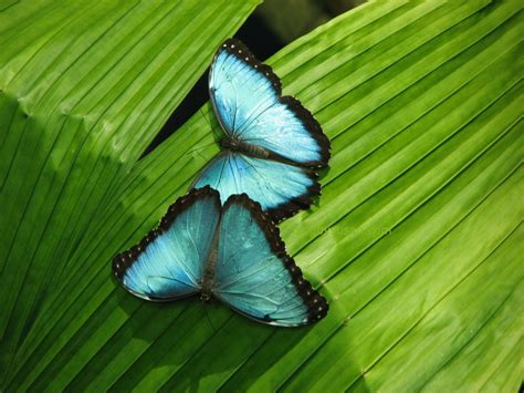 blue morpho butterfly blog  susan