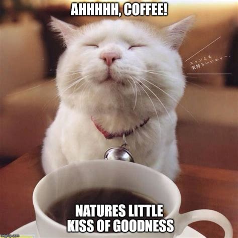 coffee cat imgflip