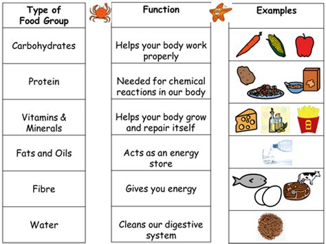 intro  food groups  differentiated worksheets  seasquirt