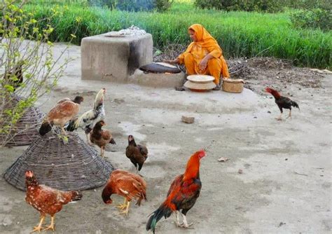 most beautiful scene village life in punjab pakistan