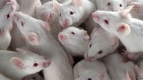 Rats Vs Mice In Research Were We More Humane Years Ago