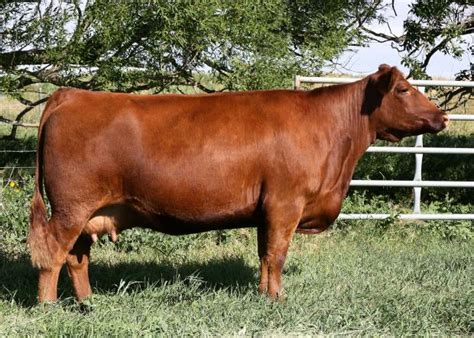 lot 8 embryos combining maternal magic with our newest sire offering cattle in motion