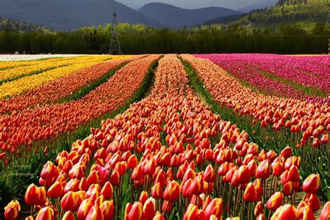 tulips   valley festival returns  chilliwack  spring