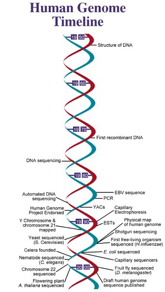 Nucleome Informatics De Novo Genome Sequencing Genome Sequencing De