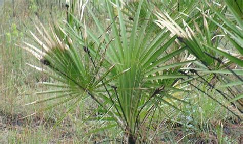 saw palmetto herb uses side effects and benefits