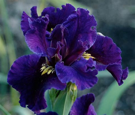 world of irises society for louisiana iris 2014 convention