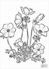 Anemone Coronaria Coloringbay sketch template