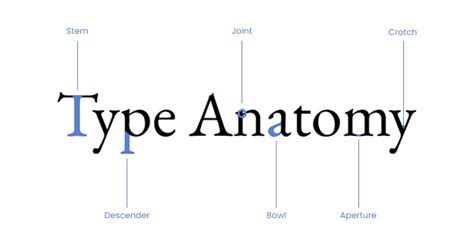 bodoni typeface anatomy