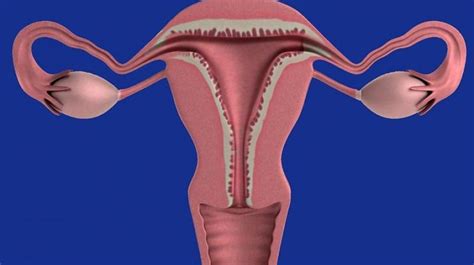 4 Uterus Transplants From Live Donors Done In Texas 3 Fail Kreation