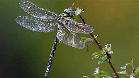 Why Female Dragonflies Go To Extreme Lengths To Avoid Sex
